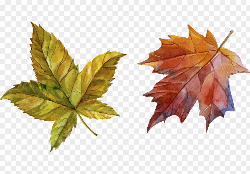 Hand-painted Autumn Leaves Download PNG