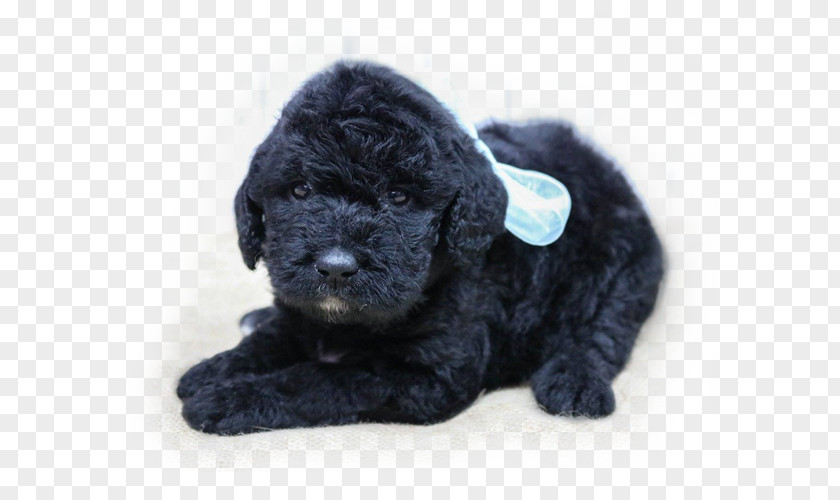 Poodle Spanish Water Dog Portuguese Labradoodle Goldendoodle Newfoundland PNG