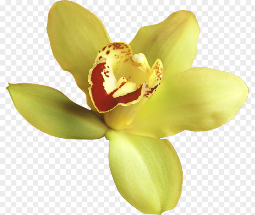Transparent Yellow Orchid Clipart Orchids Clip Art PNG