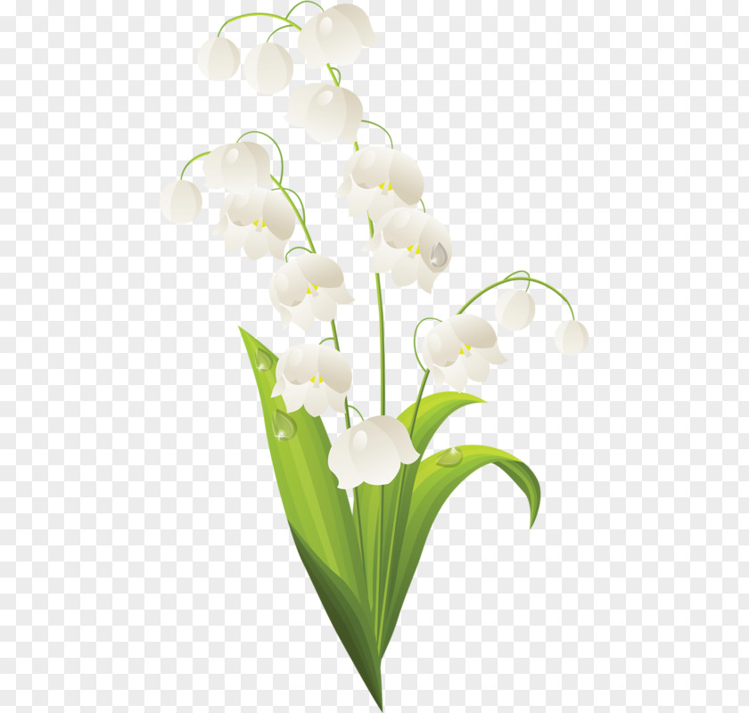 Bell Orchid Lily Of The Valley Flower Royalty-free Stock Photography Clip Art PNG