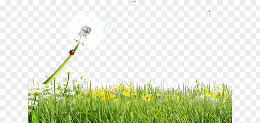 Dandelion Meadow Lawn Common PNG