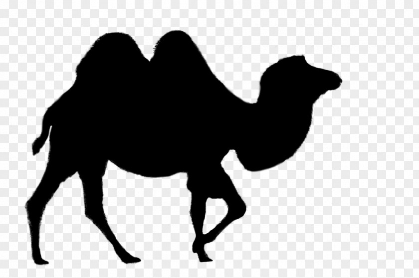 Dromedary Bactrian Camel Vector Graphics Clip Art Desert PNG