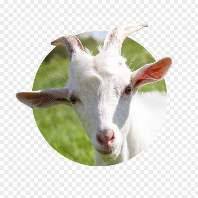 Goat Milk Cheese Sheep Cattle PNG