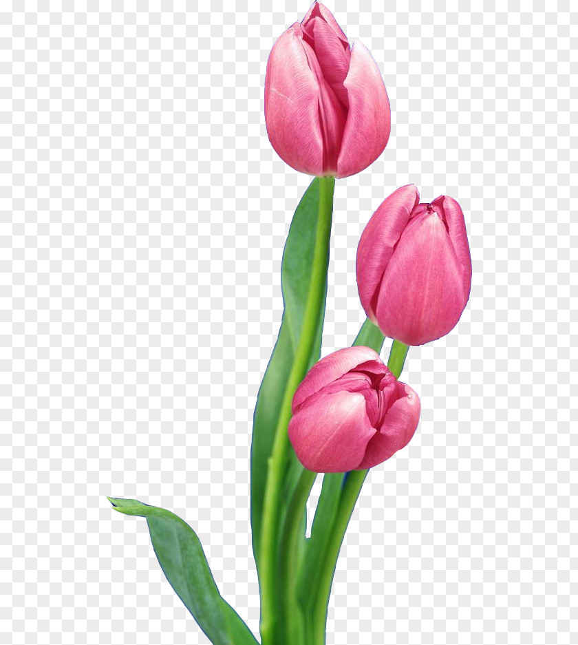 Pink Tulips Tulip Nosegay Flower Bouquet PNG