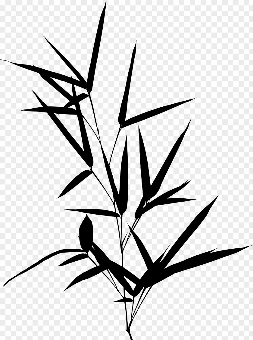 Twig Clip Art Symmetry Plant Stem Leaf PNG