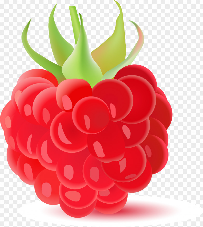 Vector Hand-painted Raspberry Frutti Di Bosco Fruit Cherry Sweetness PNG