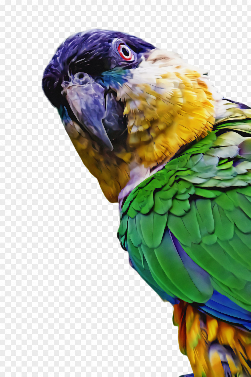 Wing Budgie Bird Parrot PNG