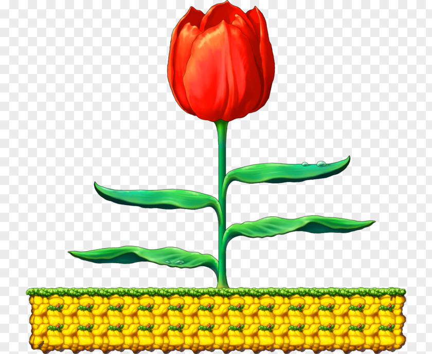 Below Background Tulip Plant Stem Cut Flowers Petal Clip Art PNG