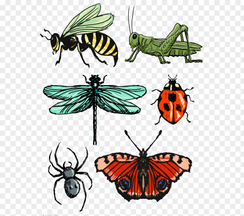 Cartoon Insects Insect Butterfly Drawing Clip Art PNG