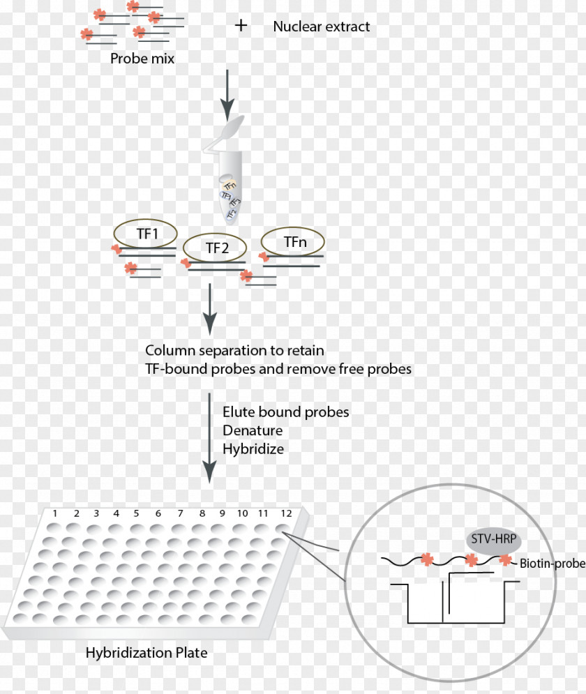 Dna Extraction Column Transcription Factor Promoter NF-κB Unfolded Protein Response PNG