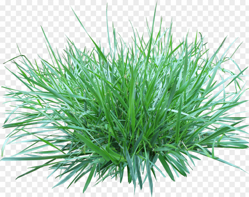 Grass Image Resolution Clip Art PNG