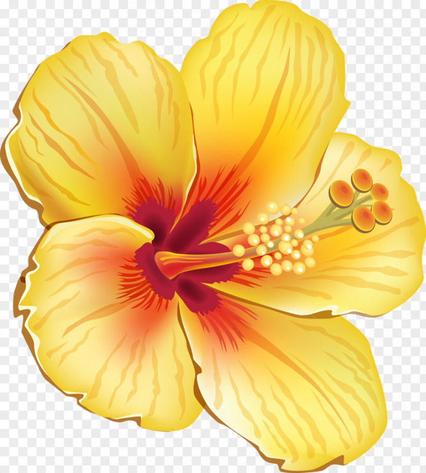Tropical Flower Hawaiian Hibiscus Shoeblackplant Clip Art PNG