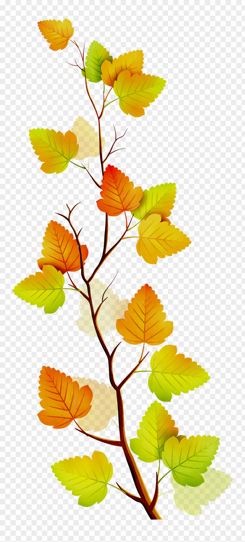 Twig Leaf Plant Stem Clip Art Deciduous PNG