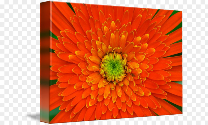 Dahlia Painting Rosley Gallery Wrap Transvaal Daisy Canvas English Marigold PNG