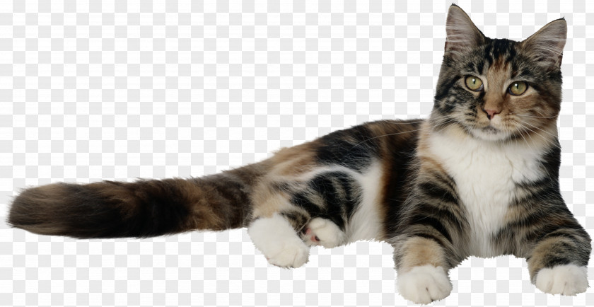 Kitten Dog Bengal Cat Pet Tabby PNG