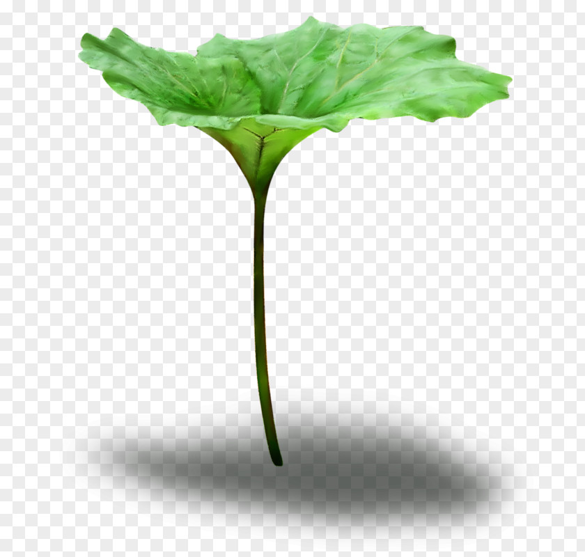 Leaf Green Plant Flower Stem PNG