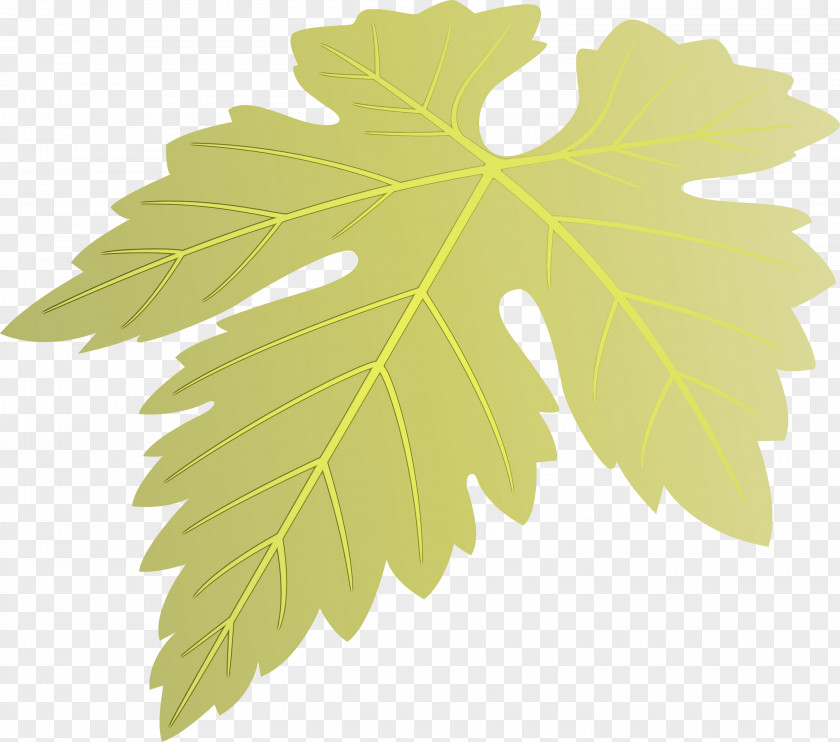 Maple Leaf PNG