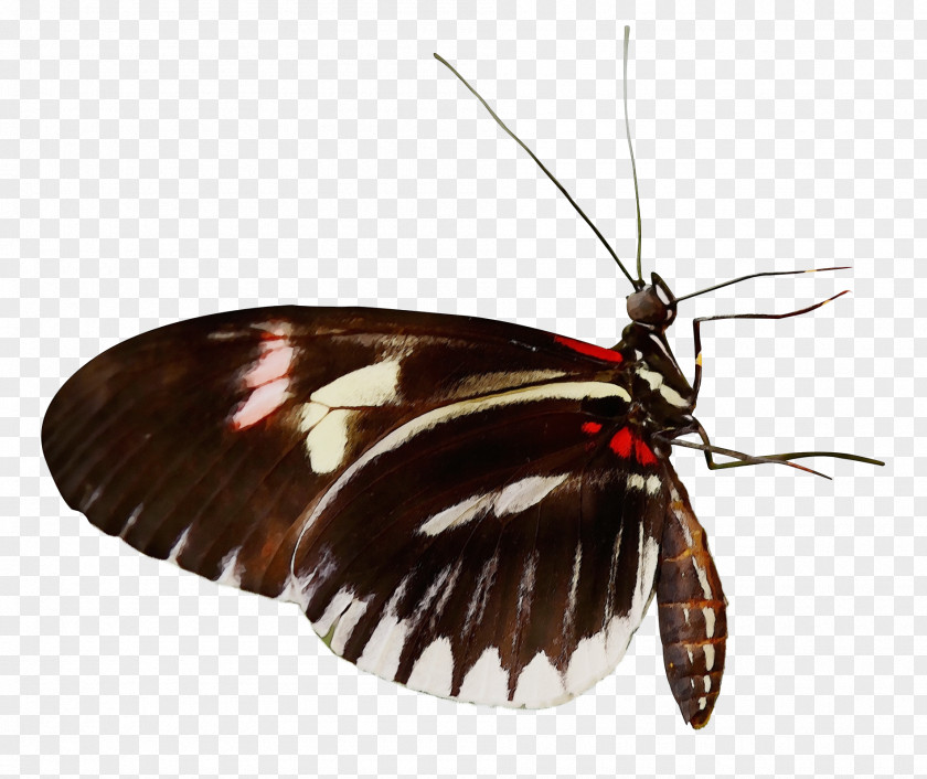 Moths And Butterflies Insect Butterfly Zebra Longwing Moth PNG