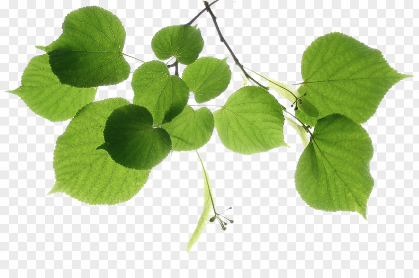 Plant Stem Centella Asiatica Tree Of Life PNG