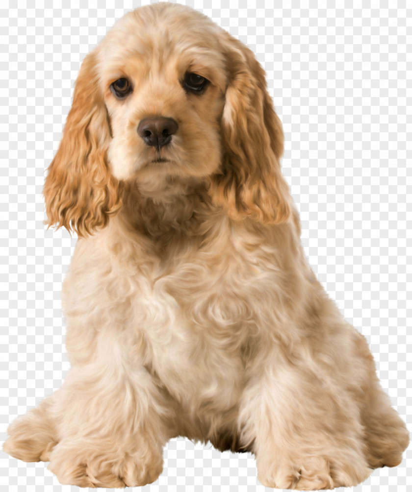 Puppies English Cocker Spaniel American Puppy PNG