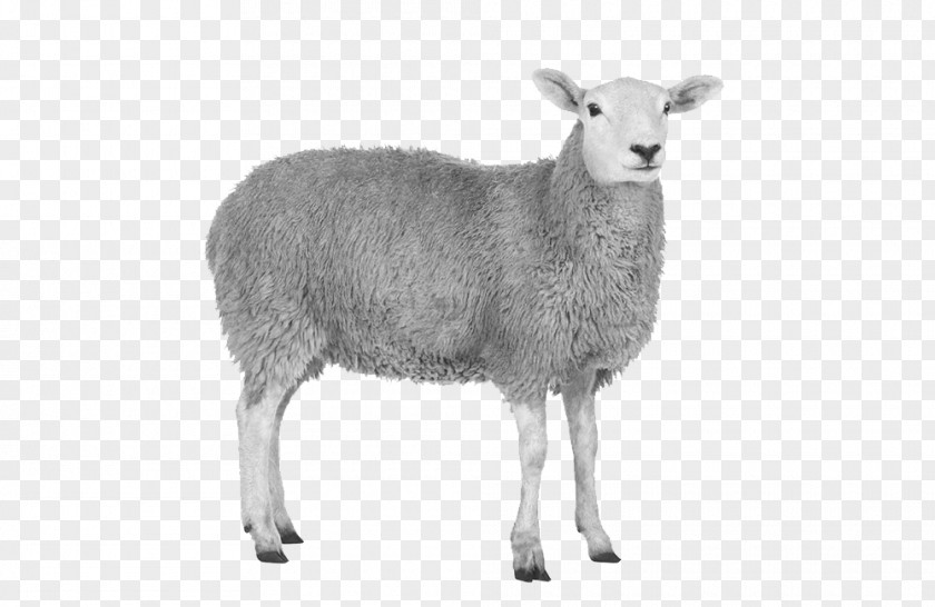 Sheep Goat Stock Photography Royalty-free PNG