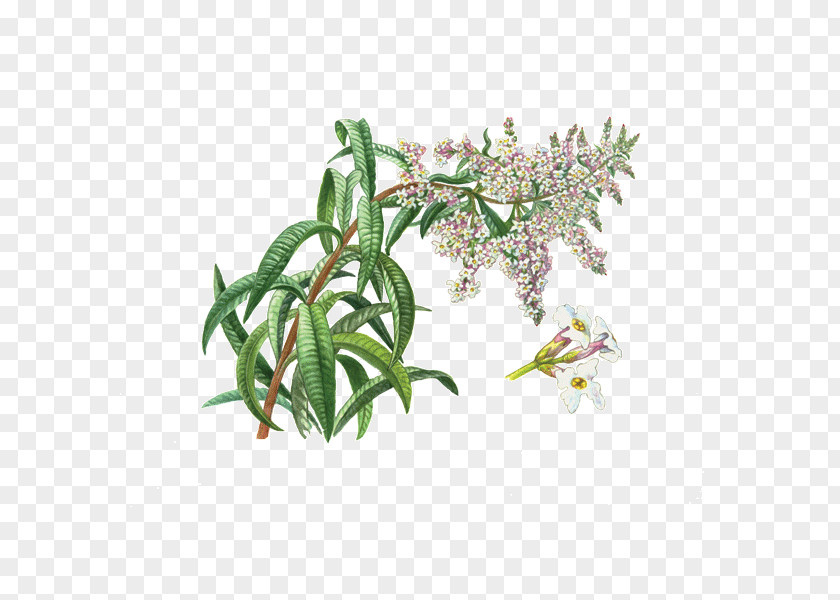 Tea Aloysia Citrodora Herbal Plant PNG