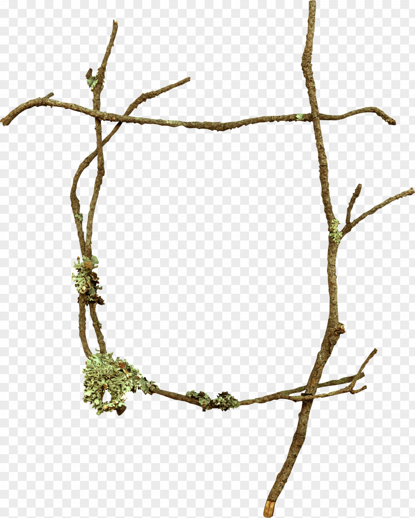 Tree Branch Twig PNG