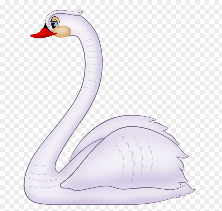 White Swan Cygnini Duck Bird Cartoon Clip Art PNG