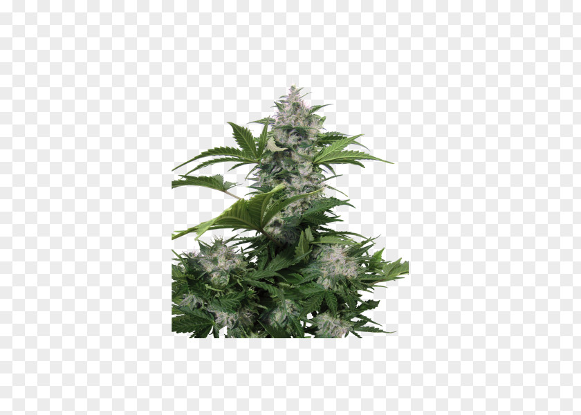 Cannabis Seeds Autoflowering Seed Marijuana White Dwarf Red PNG