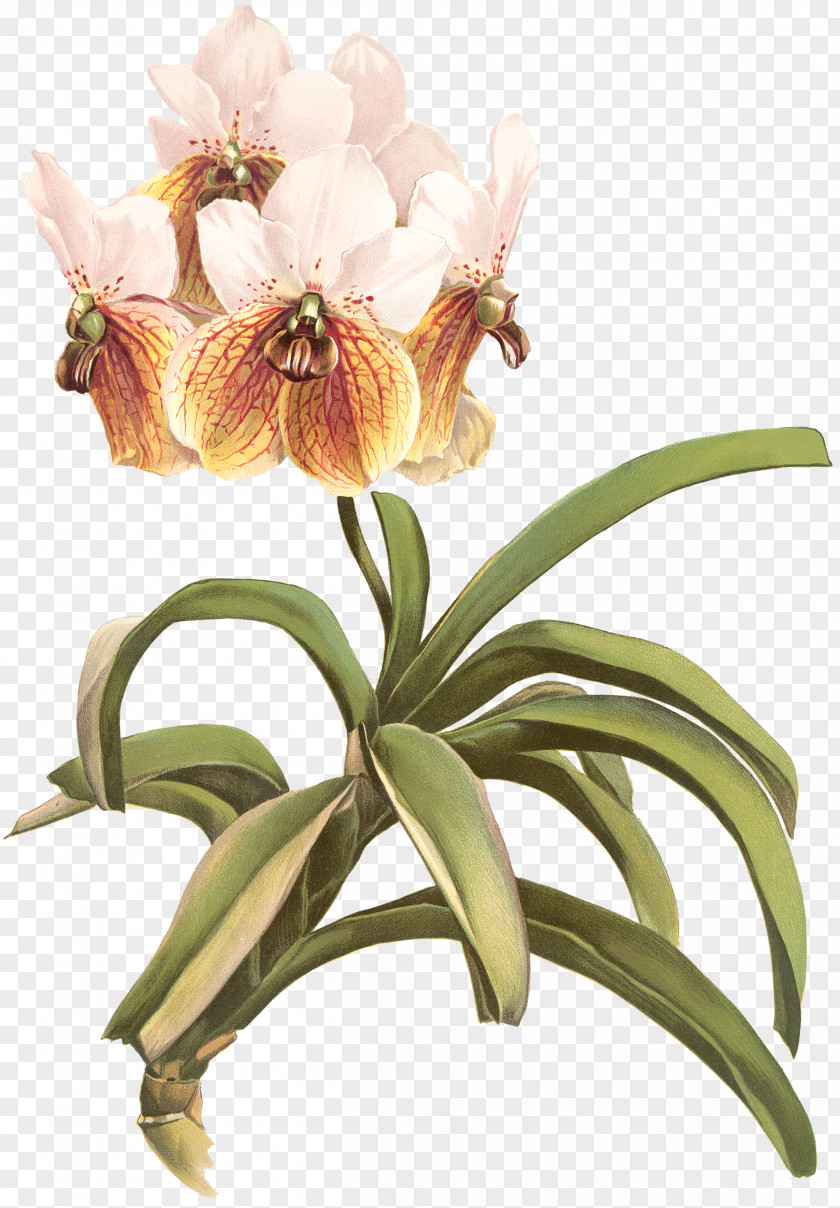 Fairy Light Reichenbachia: Orchids Illustrated And Described Waling-waling Image Stock Photography PNG
