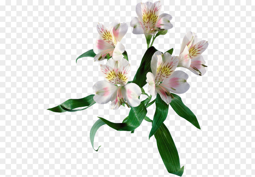 Flower Lily Of The Incas Cut Flowers Spring PNG