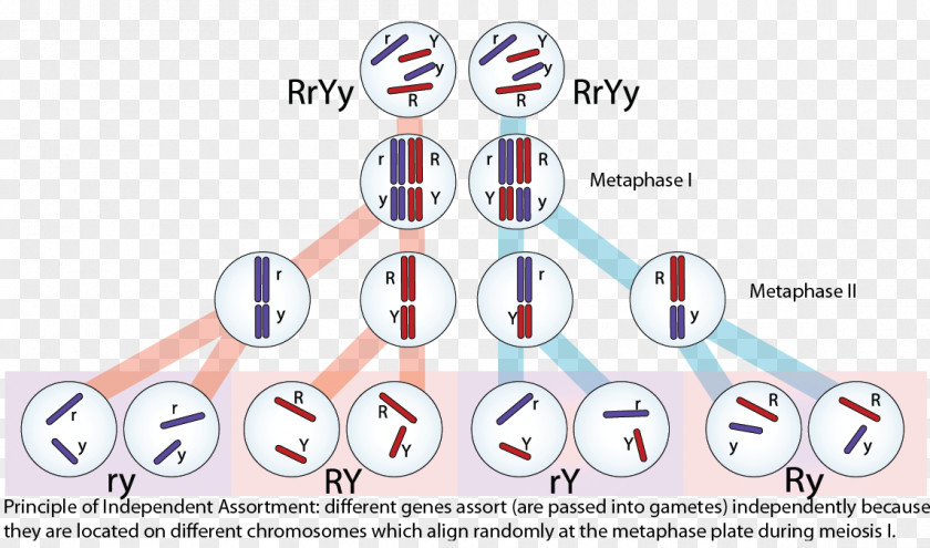 Heredity Non-Mendelian Inheritance Genetics Dominance PNG