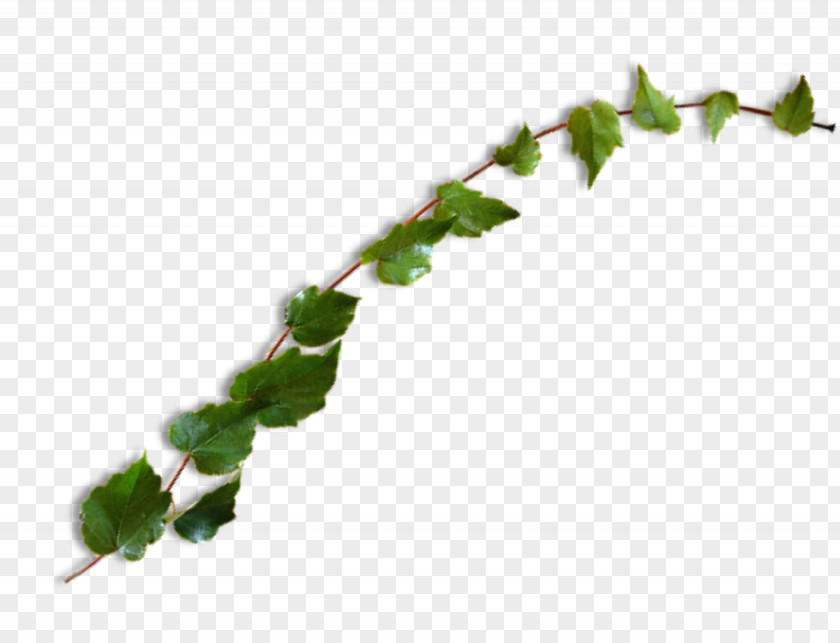 Twig Branch Green Leaf Background PNG