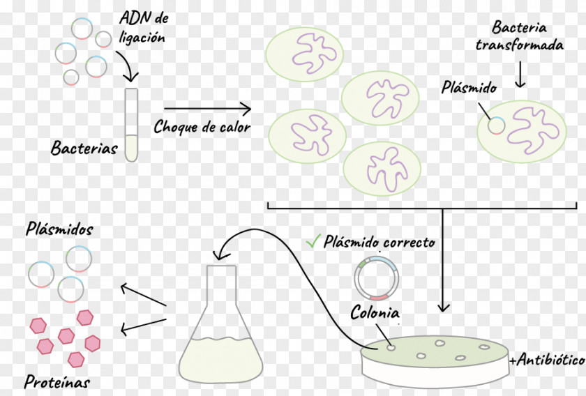 Vector Transformation Bacteria Plasmid DNA Cloning PNG