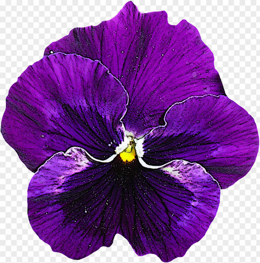 Violet Flower Petal Purple Plant PNG