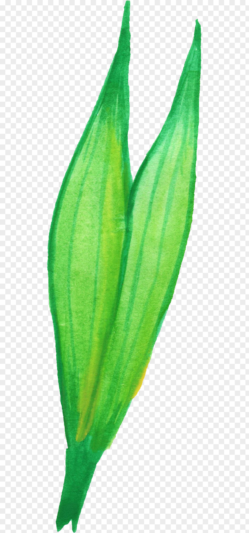 Watercolor Leaves Leaf Plant Stem Flower PNG