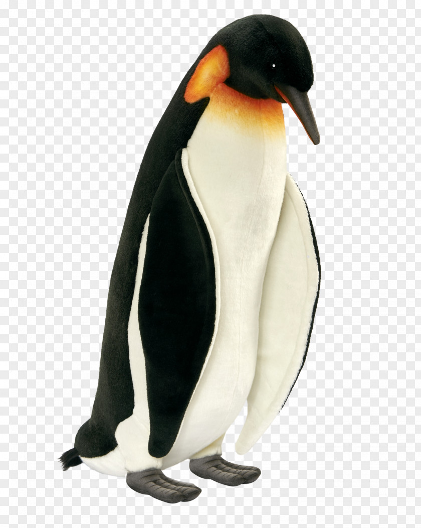 Emperor Penguin King Neck Beak PNG