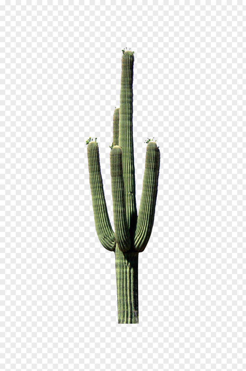 Green Cactus Stands Cactaceae Plant Stem PNG