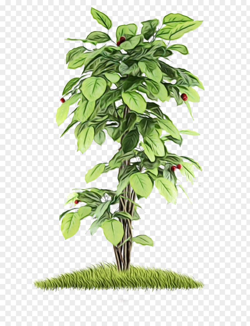 Herb Branch Flower Tree PNG