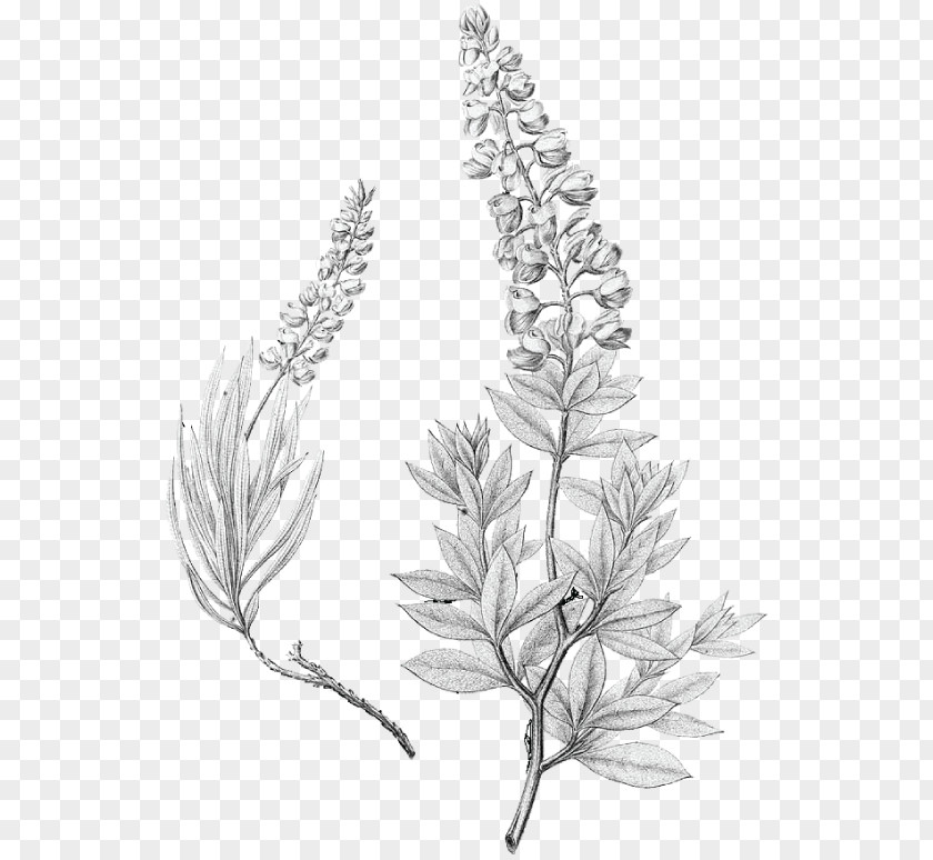 Lupinus Texensis Bluebonnet Drawing Texas PNG