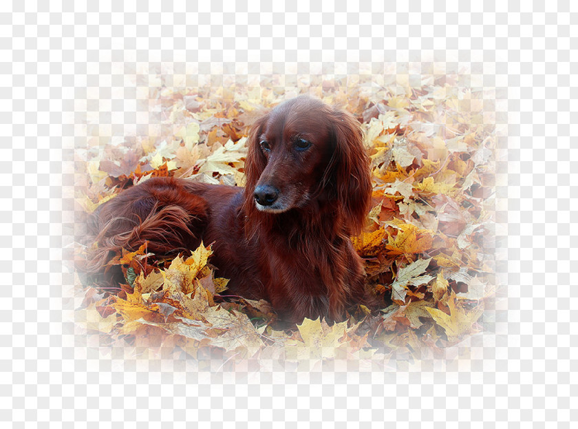 Puppy Irish Setter Boykin Spaniel Field Desktop Wallpaper Sussex PNG