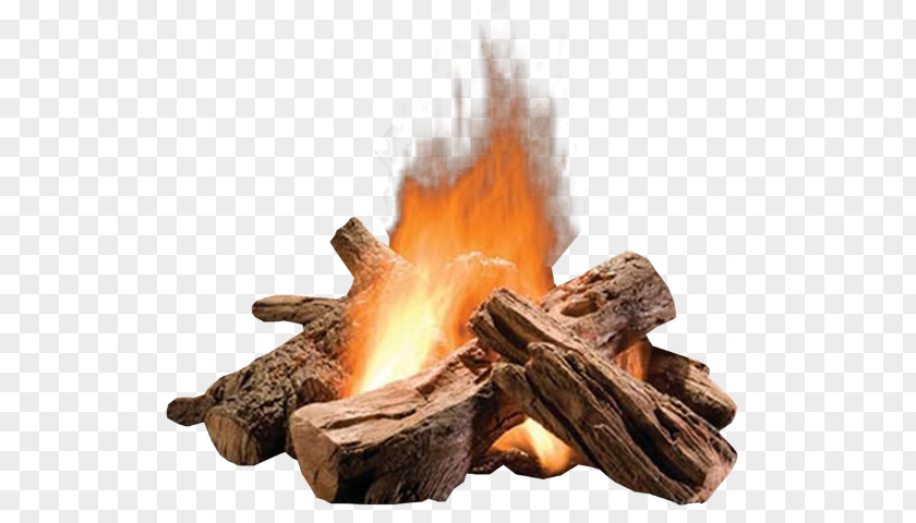 Rock Plant Campfire Cartoon PNG