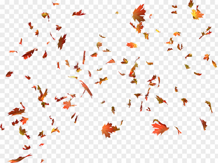 Autumn Leaves Leaf Color Maple PNG