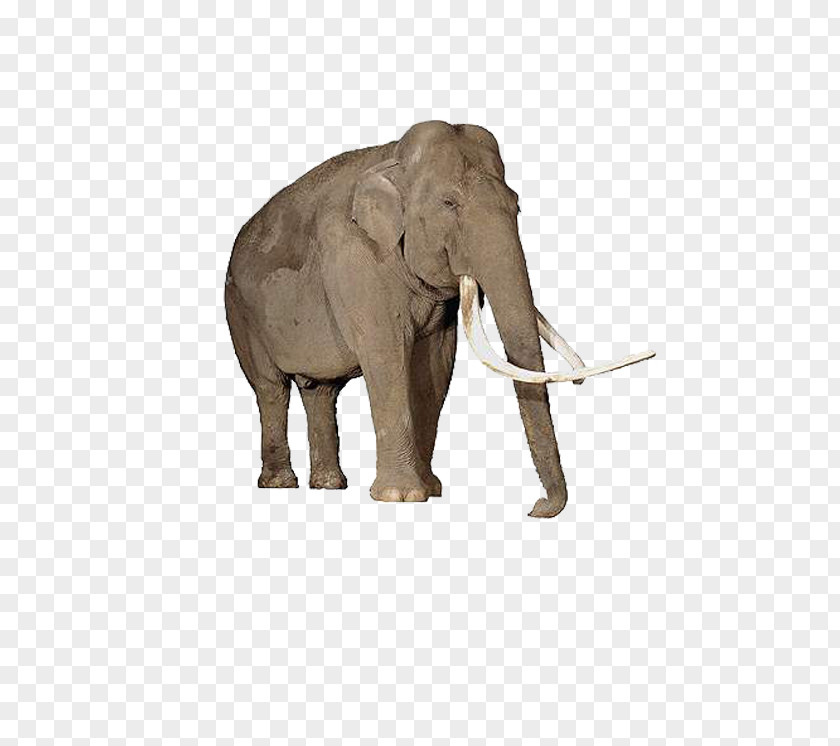 Elephant App For Kids Learn The Animals Android PNG