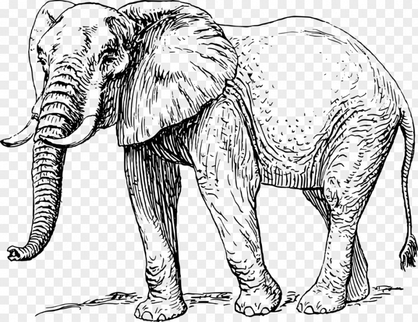 Elephant Drawing Asian African PNG