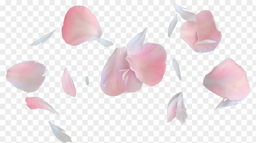 Flower Petal Heaven, Garden Roses PNG