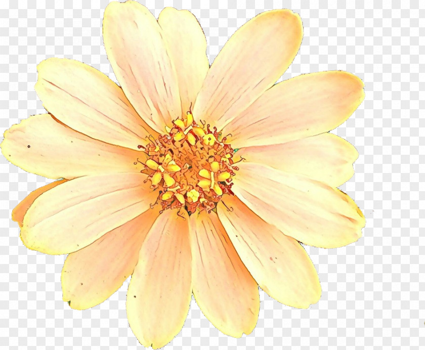 Gerbera Pollen Petal Flower Yellow Plant Daisy Family PNG