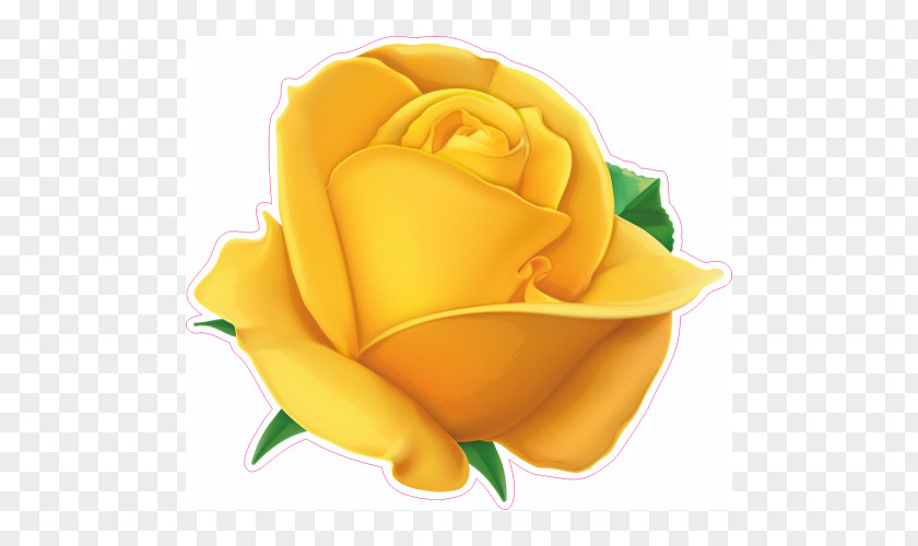 Rose Stock Photography Flower Clip Art PNG