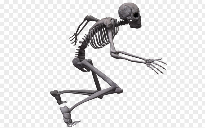 Skeleton Human Joint Humanoid Homo Sapiens PNG