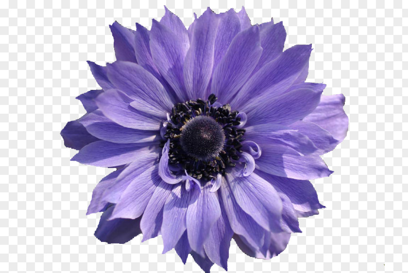 Violet Flower PNG